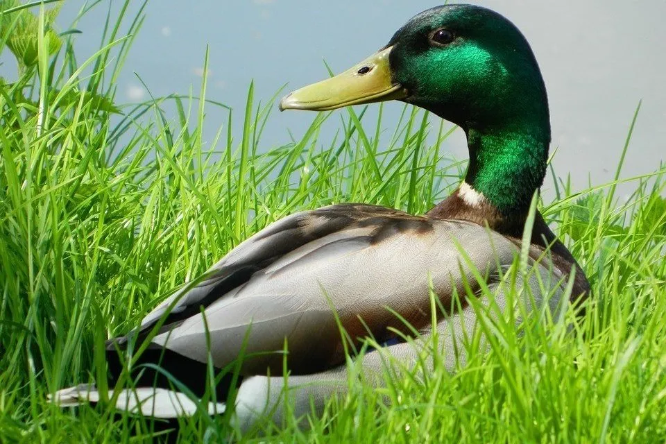 duck