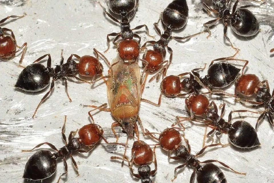 ants