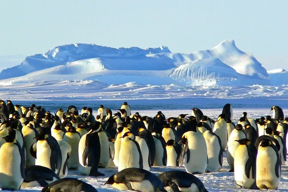Penguin