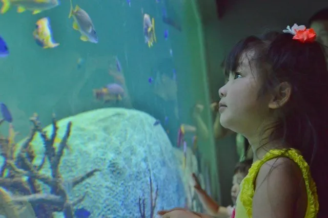 fish tank