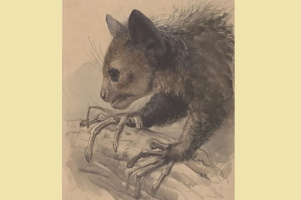 aye-aye