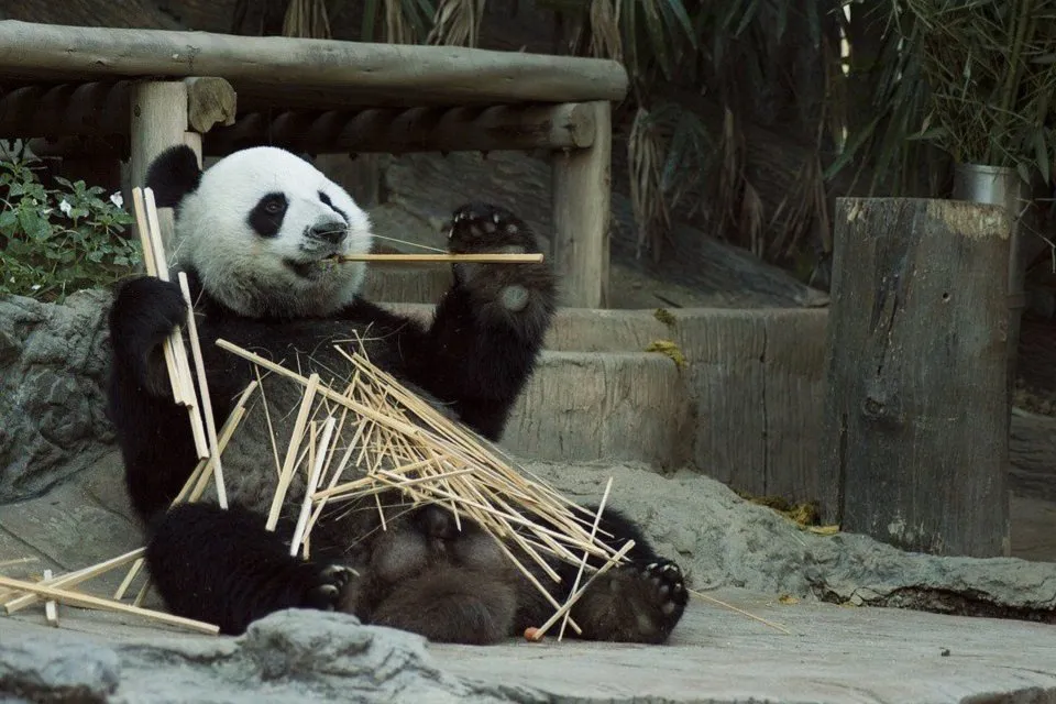 panda
