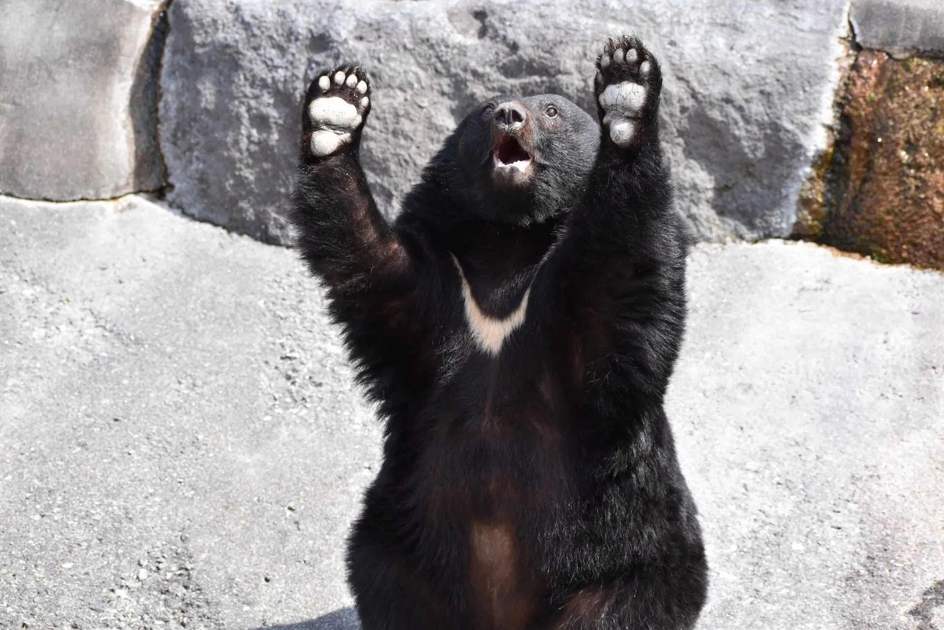 両手を上げた動物園のクマ
