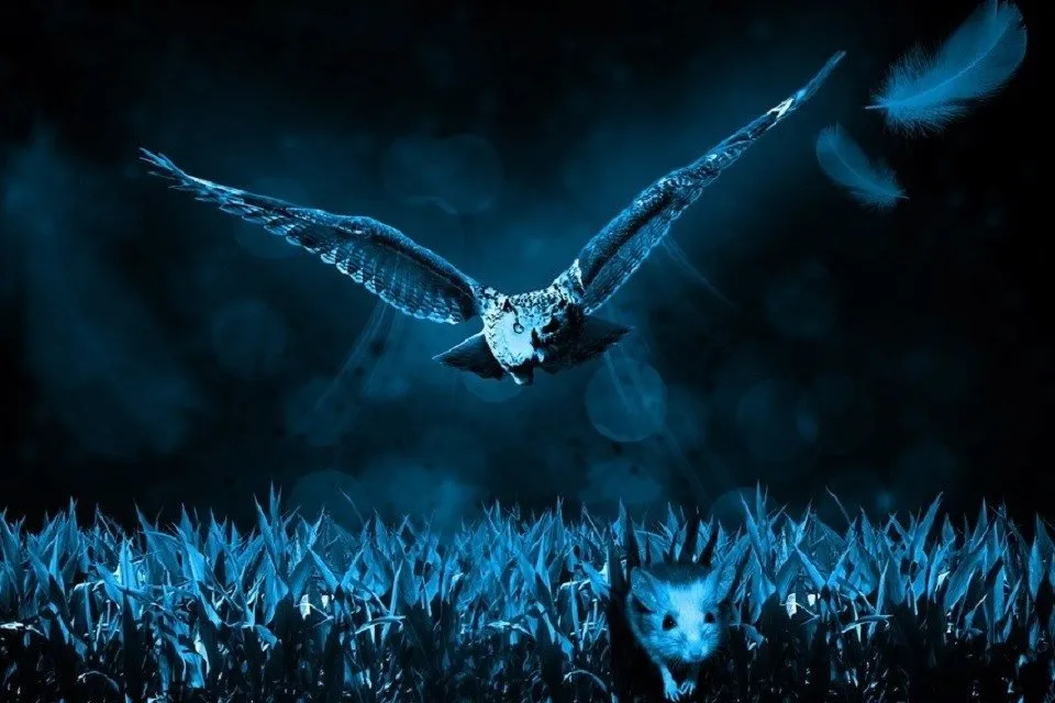 owl