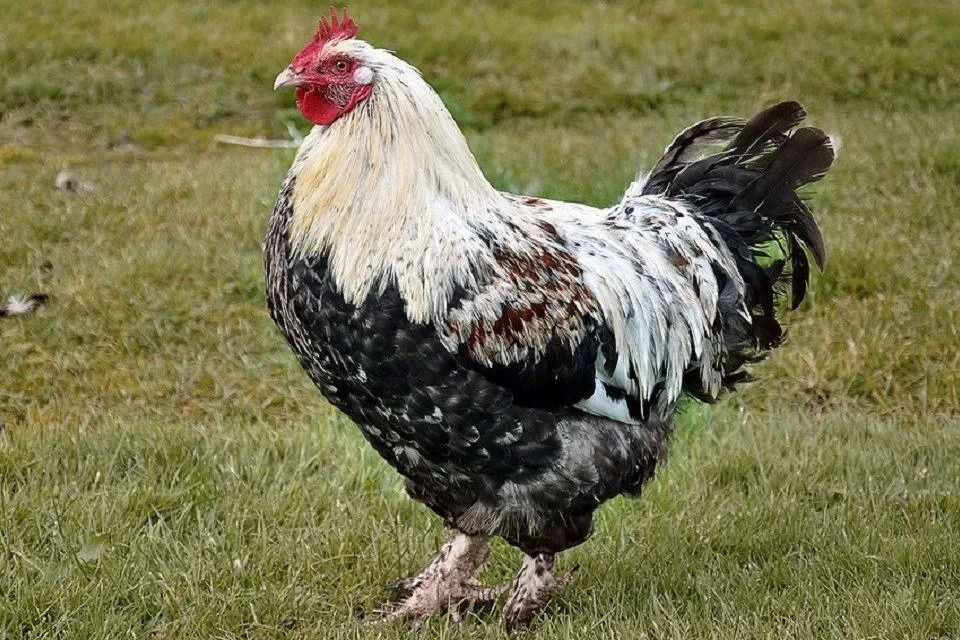 chicken