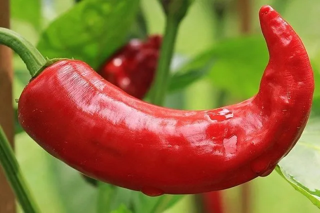 pepper