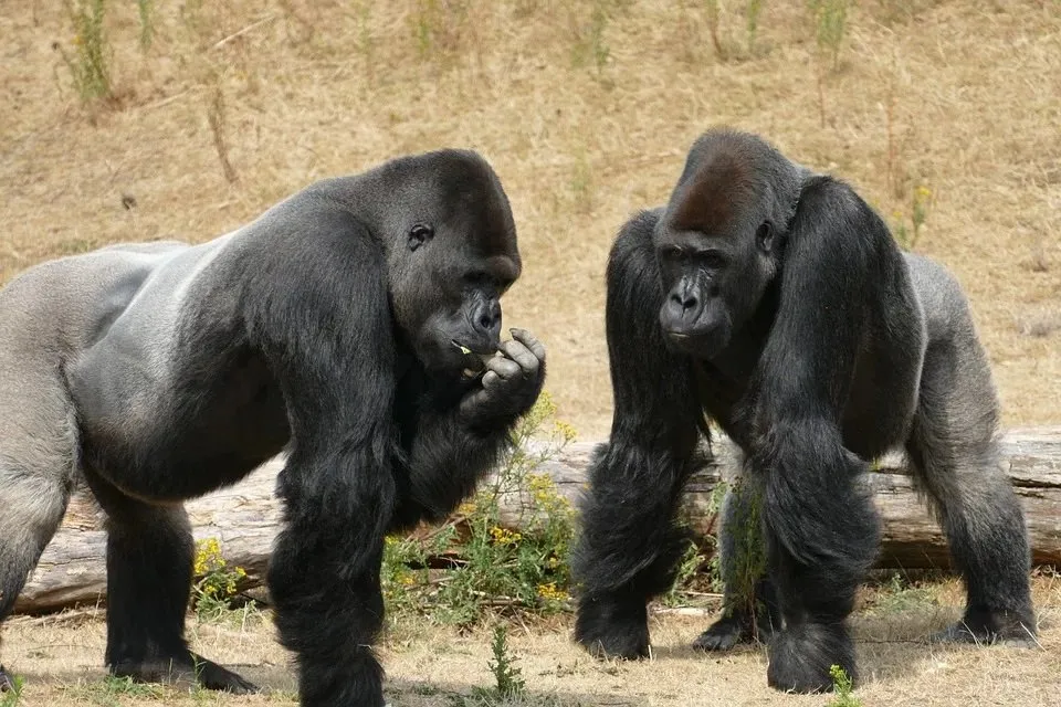2頭のゴリラ