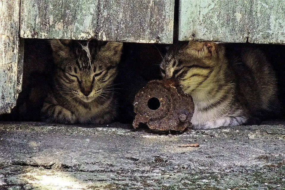 cat
