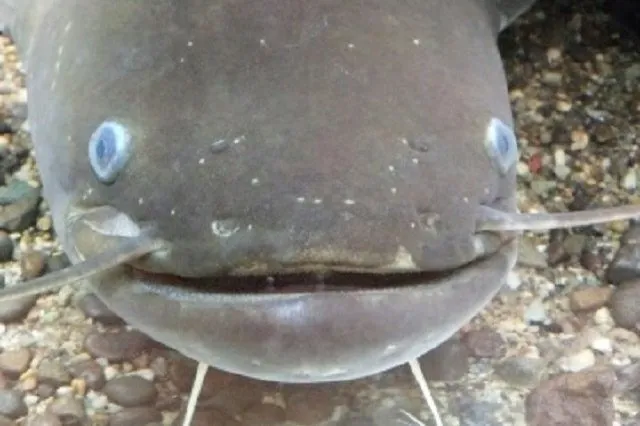 catfish