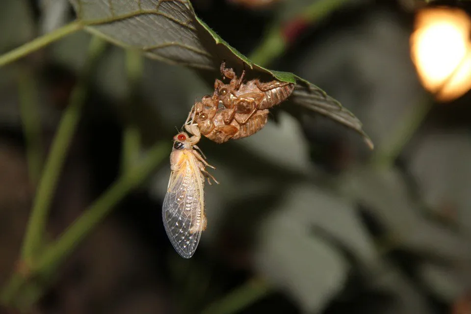 cicada