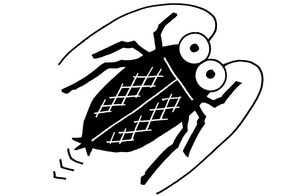 cockroach