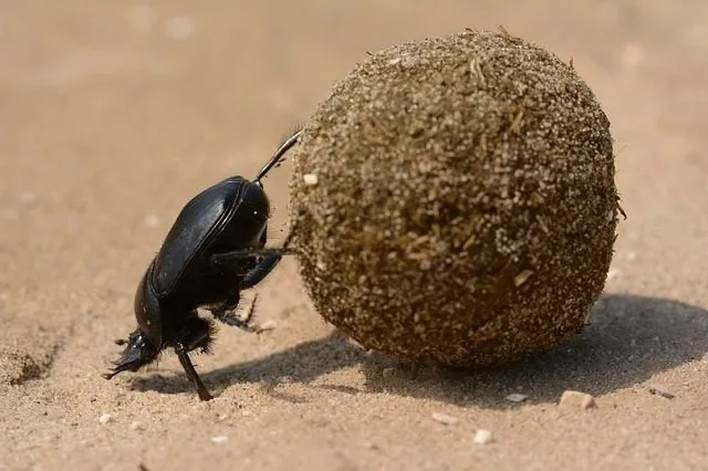 Scarab