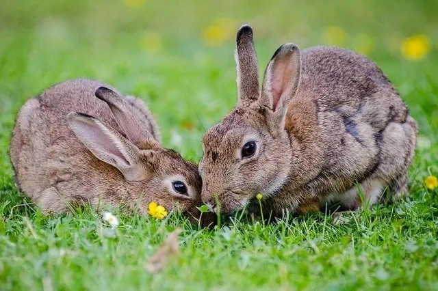Rabbit