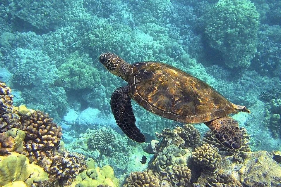 水中を泳ぐウミガメ
