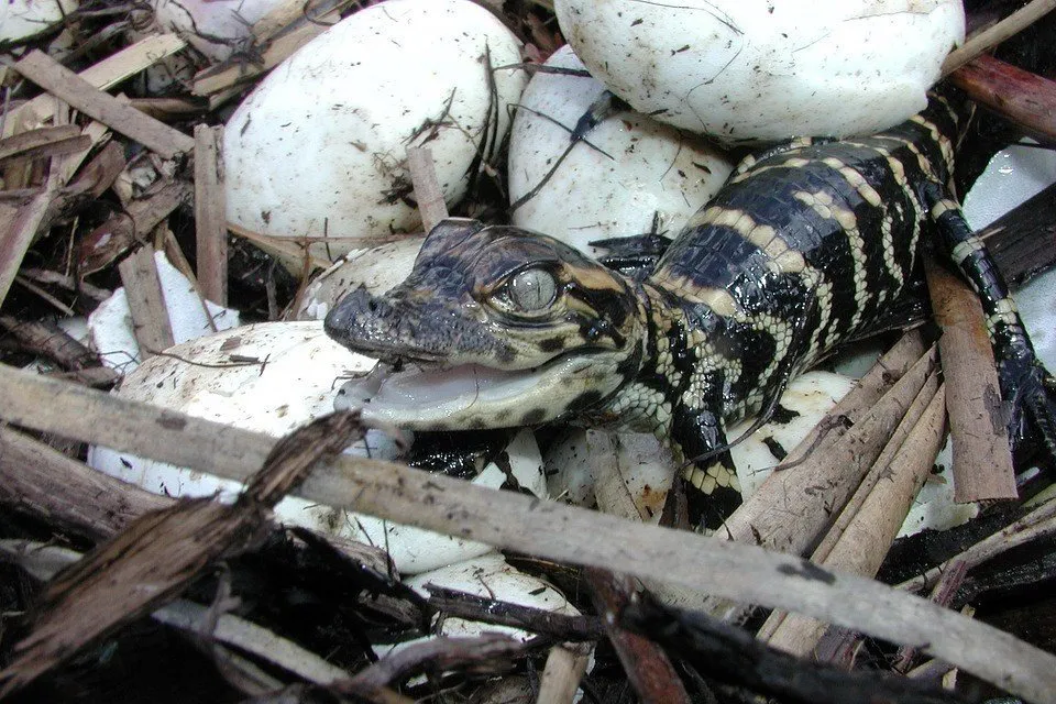 crocodile child