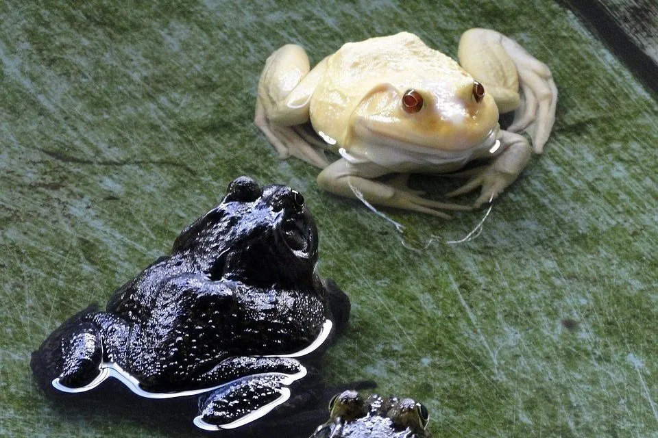 albino