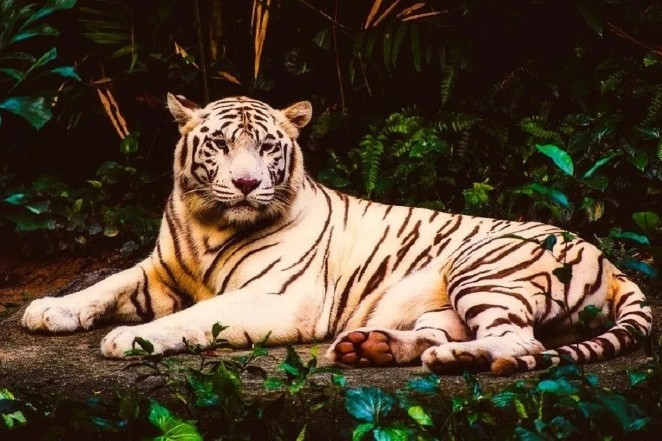 leucism