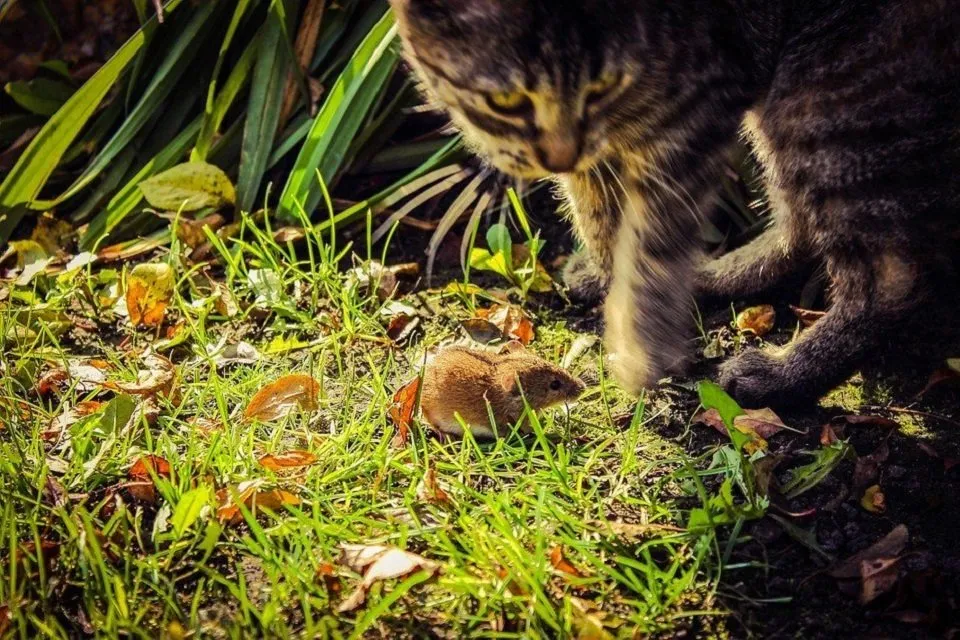 cat-rat