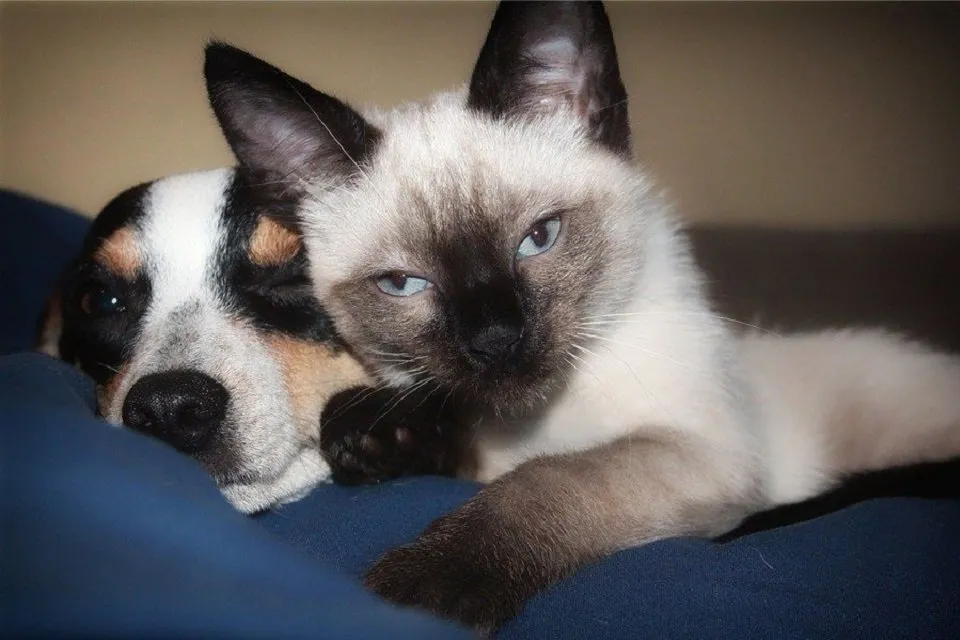dog-cat
