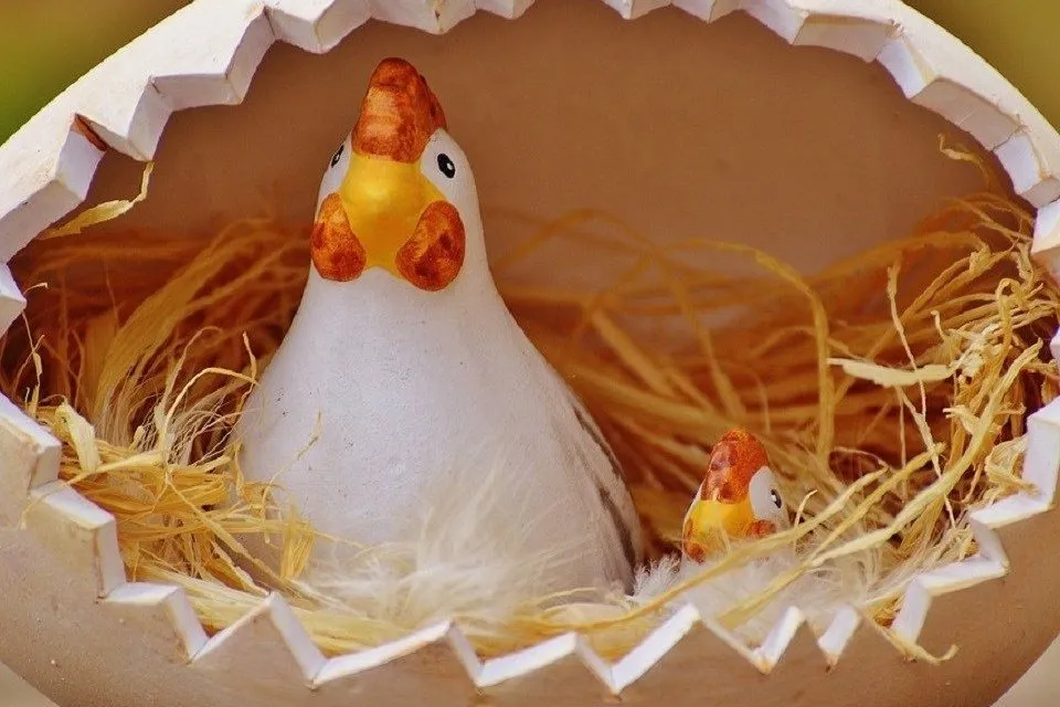 Chicken