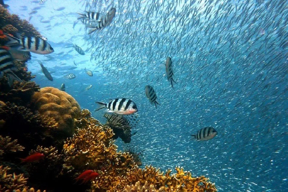 fish