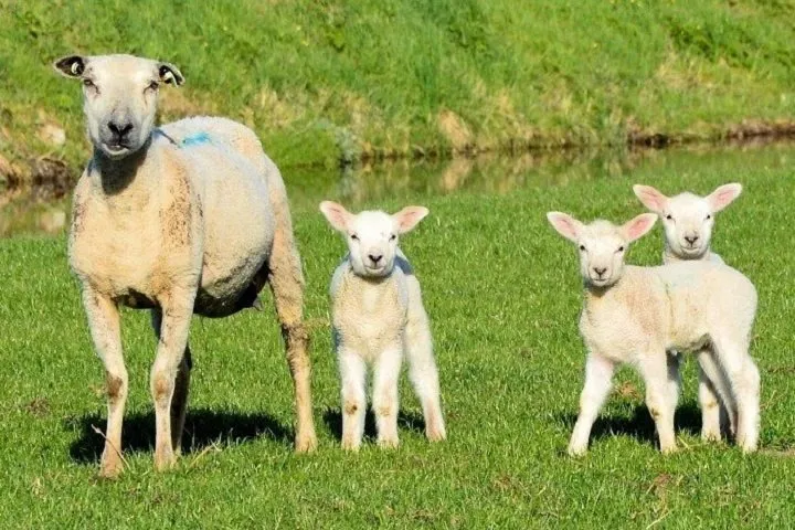 sheep