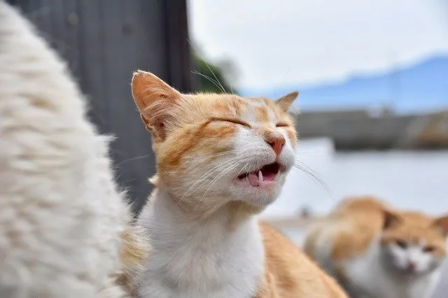 cat
