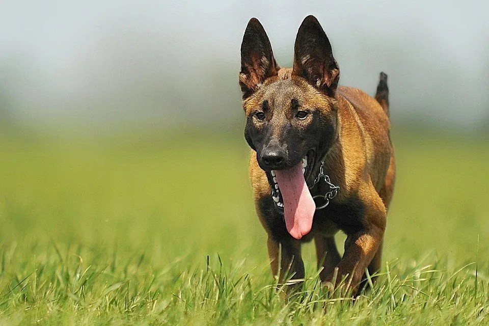 dog
