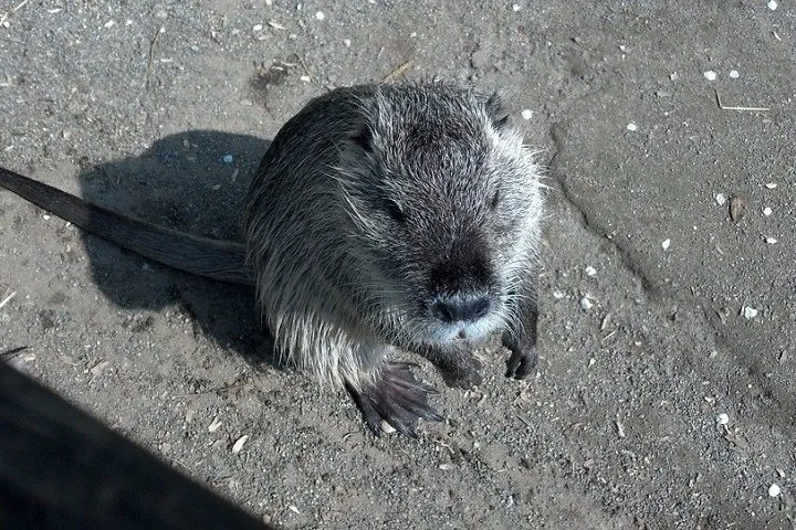 rat