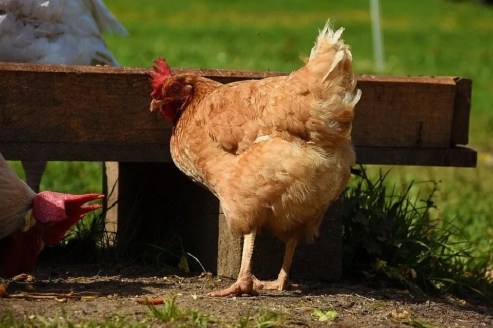 Chicken