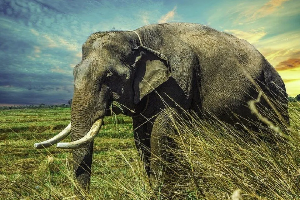 elephants