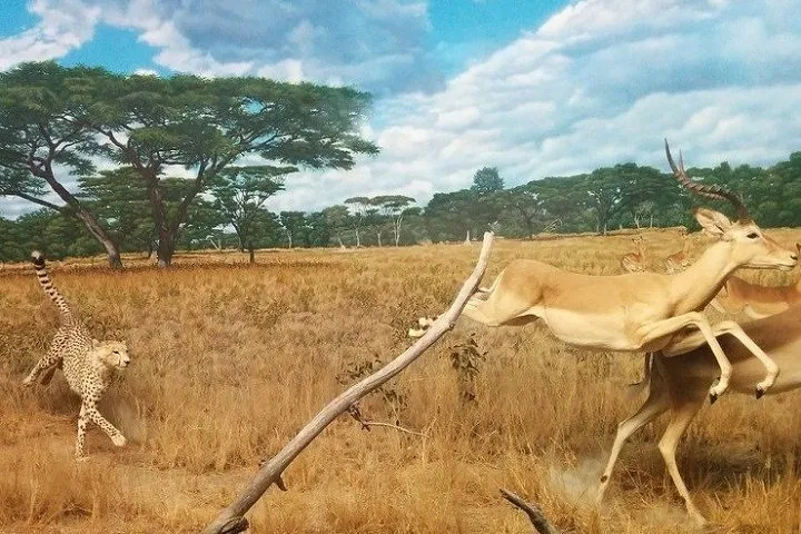 Cheetah