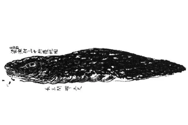 tsuchinoko