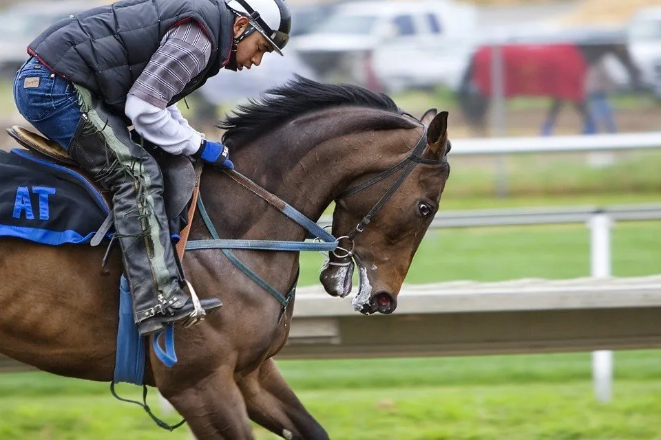 競馬場を走る馬