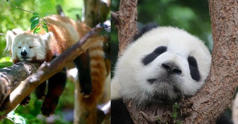 Giant panda