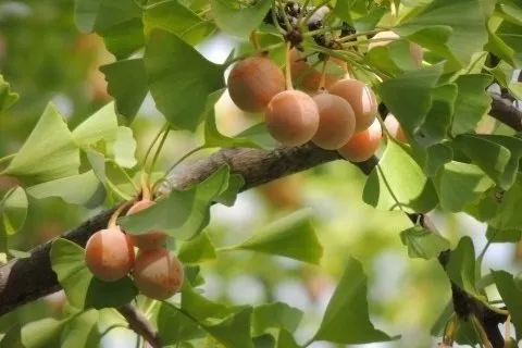 Ginkgo biloba