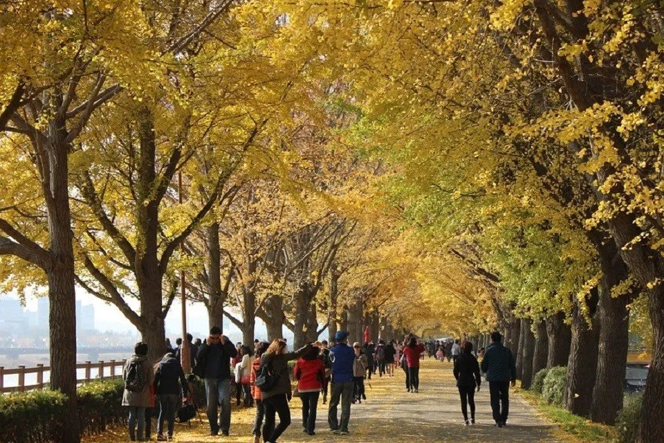 Ginkgo biloba
