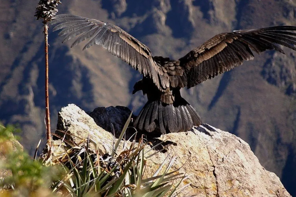 Condor