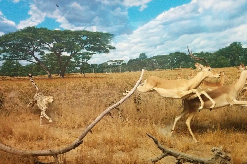 gazelle