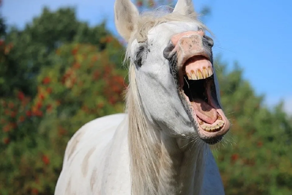 口を開けた馬
