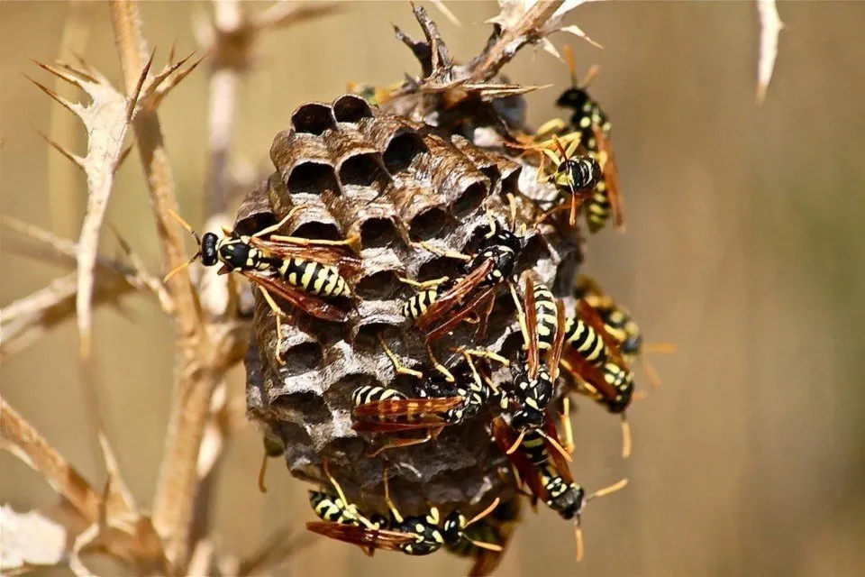 hornets