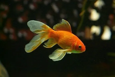 fish