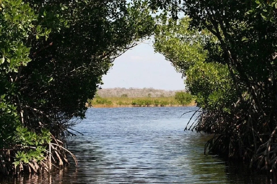 mangrove