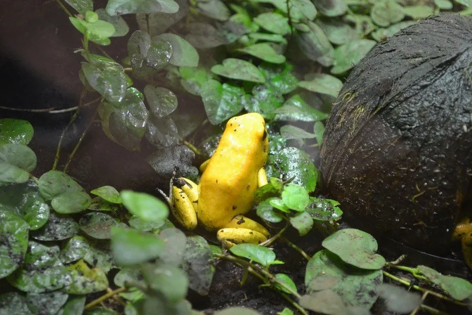 Dendrobatidae
