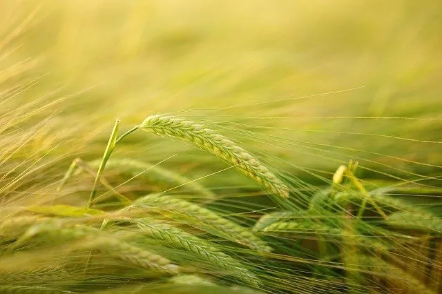 crops