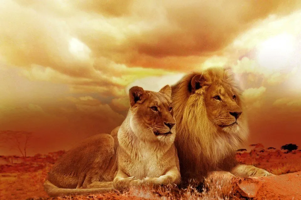 lion