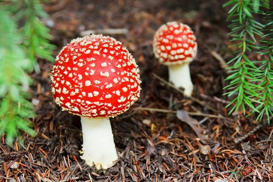 matsutake