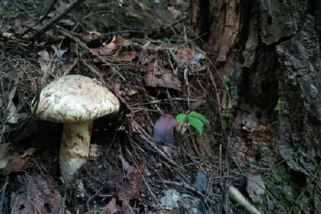 matsutake