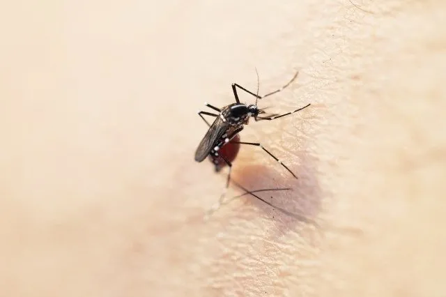 mosquito