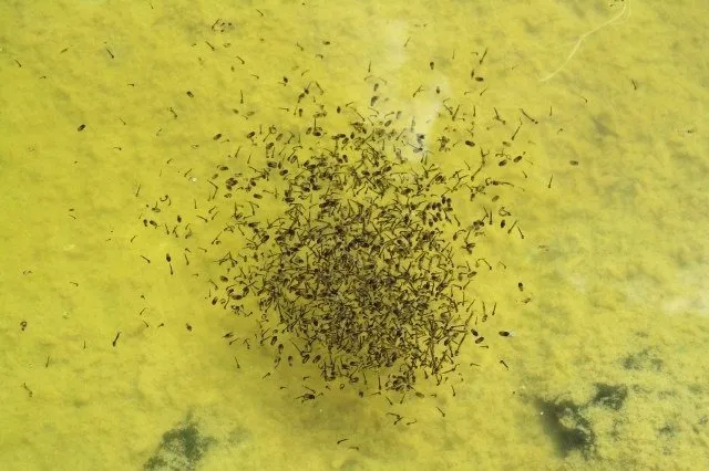 Mosquito larva